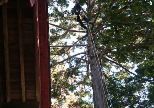 真言宗智山派正福寺様、支障枝剪定 真言宗智山派正福寺様、支障枝剪定