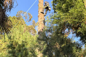 四街道熊野神社様、枯木伐採及び剪定作業