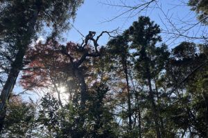 四街道熊野神社様、枯木伐採及び剪定作業