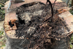 四街道熊野神社様、枯木伐採及び剪定作業 四街道熊野神社様、枯木伐採及び剪定作業