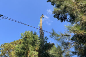 四街道熊野神社様、枯木伐採及び剪定作業